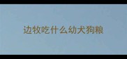 边牧吃什么幼犬狗粮