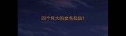 四个月大的金毛拉血