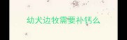 幼犬边牧需要补钙么