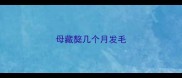 母藏獒几个月发毛