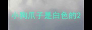小狗爪子是白色的