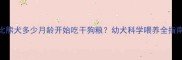 比熊犬多少月龄开始吃干狗粮幼犬科学喂养全指南