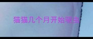 猫猫几个月开始驱虫