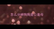 怎么分辨狗狗是公是母