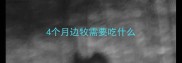4个月边牧需要吃什么