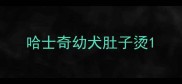 哈士奇幼犬肚子烫