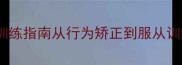 九个月萨摩耶训练指南从行为矫正到服从训练的完整方案