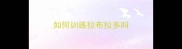 如何训练拉布拉多叫