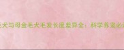 公金毛犬与母金毛犬毛发长度差异全科学养宠必读指南