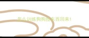 怎么训练狗狗捡东西回来
