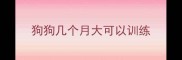 狗狗几个月大可以训练