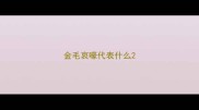 金毛哀嚎代表什么