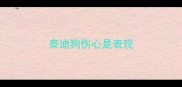 泰迪狗伤心是表现