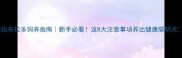 拉布拉多饲养指南新手必看这8大注意事项养出健康聪明犬