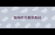 猫咪吃完赖氨酸吐