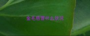 金毛感冒什么状况