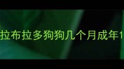 拉布拉多狗狗几个月成年