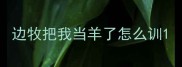 边牧把我当羊了怎么训