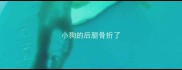 小狗的后腿骨折了