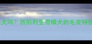 哈士奇是短毛犬吗西伯利亚雪橇犬的毛发特征与饲养指南