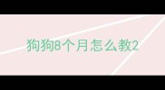 狗狗8个月怎么教