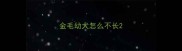 金毛幼犬怎么不长