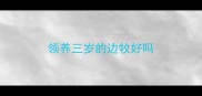 领养三岁的边牧好吗