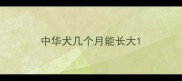 中华犬几个月能长大