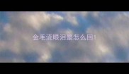 金毛流眼泪是怎么回