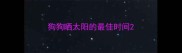 狗狗晒太阳的最佳时间