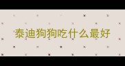 泰迪狗狗吃什么最好