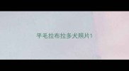 平毛拉布拉多犬照片
