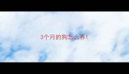 3个月的狗怎么养