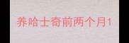 养哈士奇前两个月