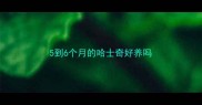 5到6个月的哈士奇好养吗