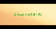 拉布拉多犬公母哪个贵