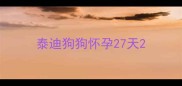 泰迪狗狗怀孕27天