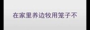 在家里养边牧用笼子不
