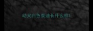 幼犬白色泰迪长什么样