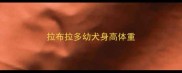 拉布拉多幼犬身高体重
