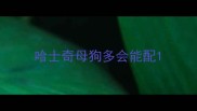 哈士奇母狗多会能配