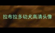 拉布拉多幼犬高清头像