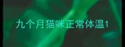 九个月猫咪正常体温