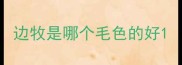 边牧是哪个毛色的好