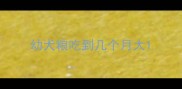 幼犬粮吃到几个月大