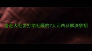金毛犬毛发打结毛躁的7大元凶及解决妙招