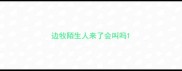 边牧陌生人来了会叫吗