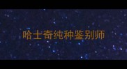 哈士奇纯种鉴别师