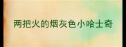 两把火的烟灰色小哈士奇