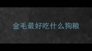 金毛最好吃什么狗粮